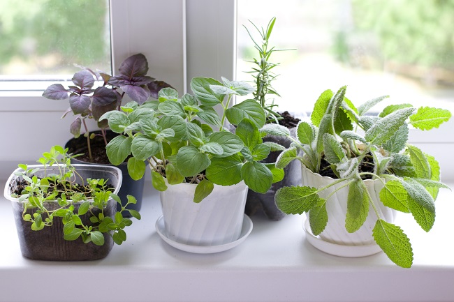 Container Gardening for Senior Living